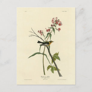 Carte Postale Paruline à gorge orangée - Les Oiseaux d'Amérique 