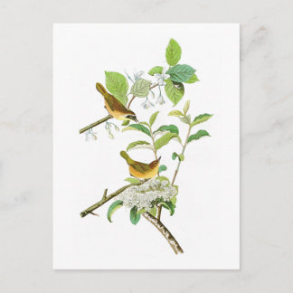 Carte Postale Paruline à poitrine jaune John Audubon Birds Améri