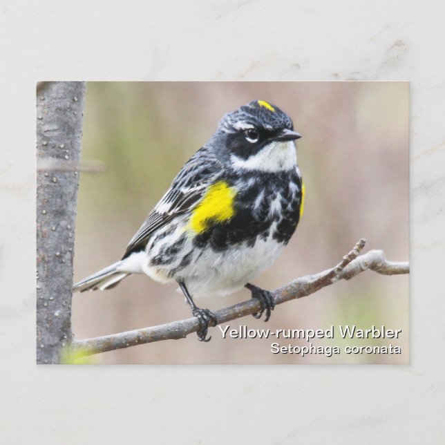 Carte Postale Paruline à rumeurs jaunes (Devant)