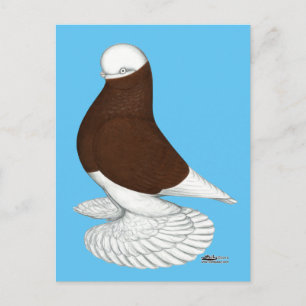 Carte Postale Paruline :  Bald rouge muffé