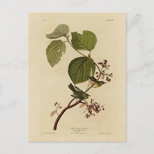 Carte Postale Paruline des marais de pin d'Audubon's Birds of Am (Devant)