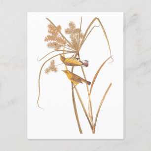 Carte Postale Paruline des Prairies Audubon Oiseau jaune