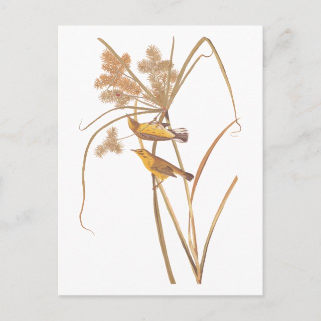 Carte Postale Paruline des Prairies Audubon Oiseau jaune (Devant)