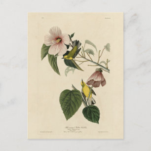 Carte Postale Paruline jaune à ailes bleues - Audubon Birds Amér