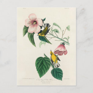 Carte Postale Paruline jaune à ailes bleues de Birds of America