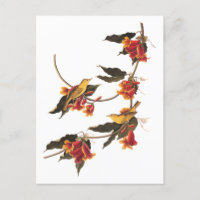 Paruline jaune Songbirds sur Flower Crossvine