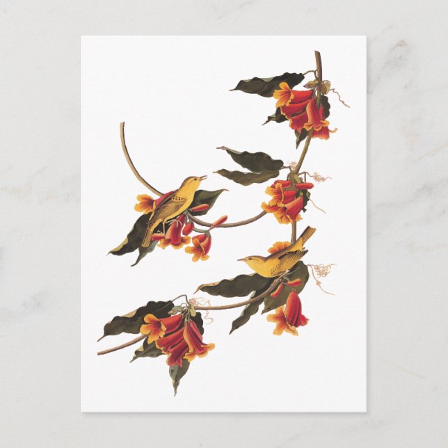 Carte Postale Paruline jaune Songbirds sur Flower Crossvine (Devant)