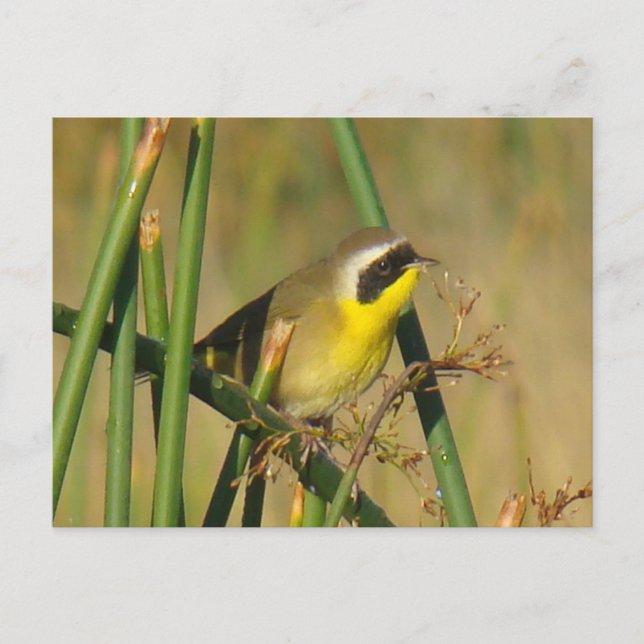 Carte Postale Paruline masquée (Devant)