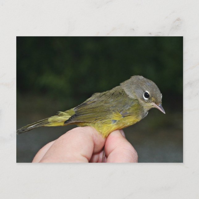 Carte Postale Paruline orangée à la main (Devant)