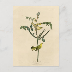 Carte Postale Paruline pour enfants d'Audubon's Birds of America