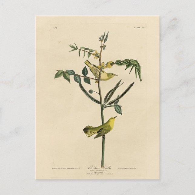Carte Postale Paruline pour enfants d'Audubon's Birds of America (Devant)