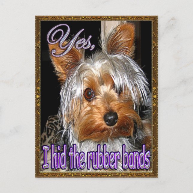 Carte Postale Pas de bandes en caoutchouc pour Yorkie (Devant)