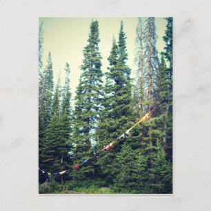 Carte Postale Pas De Bras Autorisés Dans La Forêt