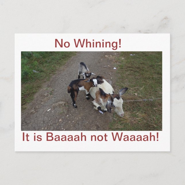 Carte Postale Pas de Whining ! (Devant)
