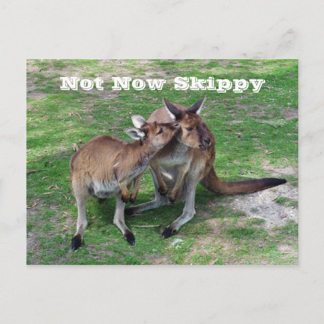 Carte Postale Pas maintenant Skippy (Devant)