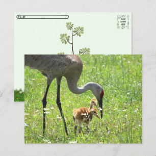 Carte Postale Passage à niveau - Grue Sandhill et 2 Colts (pouss