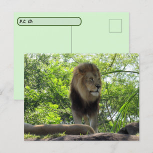 Carte Postale Passage à niveau - Photo d'un lion
