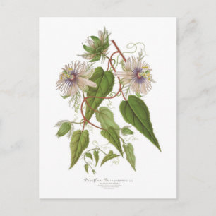 Carte Postale Passiflora baraquimima