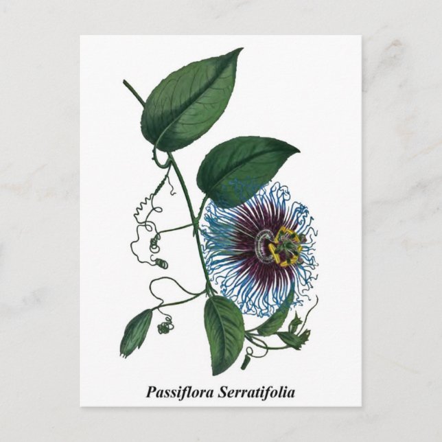 Carte Postale Passiflora Serratifolia (Devant)