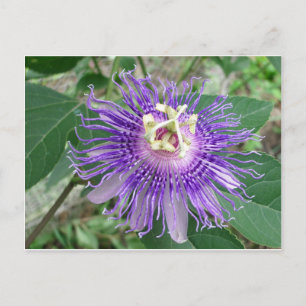 Carte Postale Passiflore