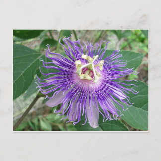 Carte Postale Passiflore
