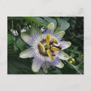 Carte postale Passion Flower
