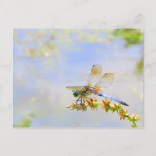 Carte postale Pastel Dragonfly