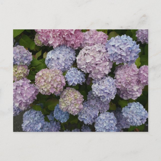 Carte Postale Pastel Hydrangea Fleurs Gros Plan do-it-yourself C (Devant)