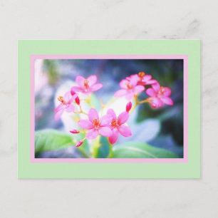 Carte postale Pastel Rose Fleurs