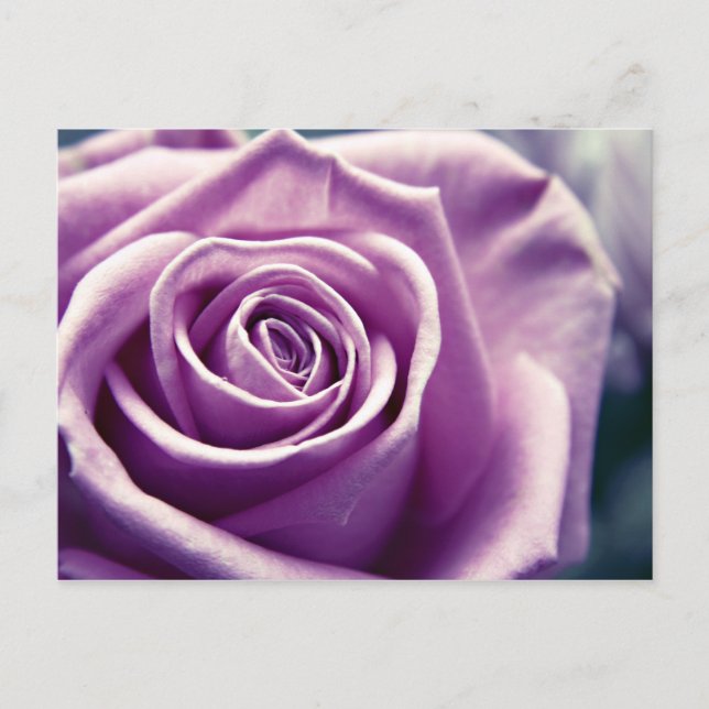 Carte postale Pastel Rose (lilas muet) (Devant)