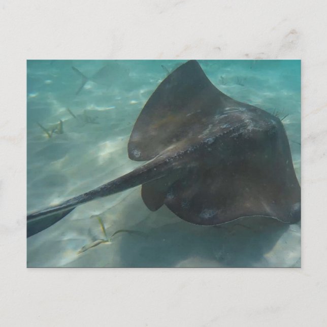 CARTE POSTALE PASTENAGUE (Devant)