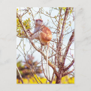 Carte Postale Patas est perché dans un arbre