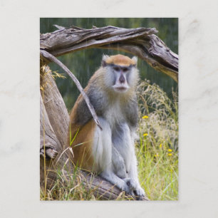 Carte Postale Patas Monkey