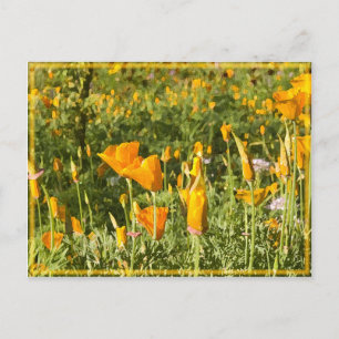 Carte Postale Patch de pavot brillant