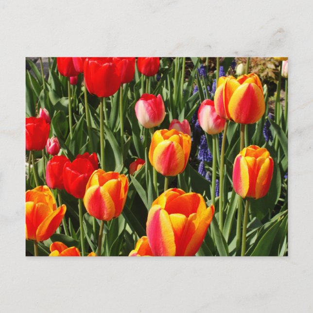 Carte Postale Patch de tulipe (Devant)