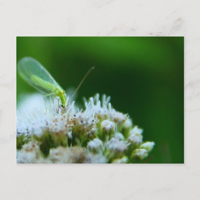 Carte Postale Pâte verte sur la fleur de Boneset (Devant)