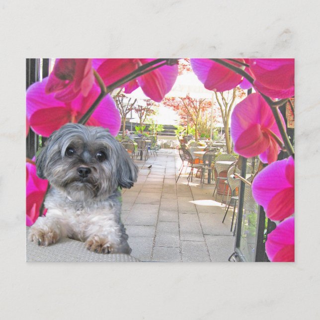 Carte postale Patio Cafe (Devant)