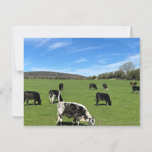 Carte Postale Pâturage de bovins en champ vert en Irlande
