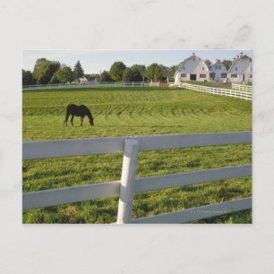 Carte Postale Pâturage de chevaux à la ferme