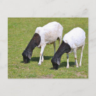 Carte Postale Pâturage de moutons somaliens