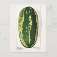 Pâturage de pastèque (Citrullus Lanatus)