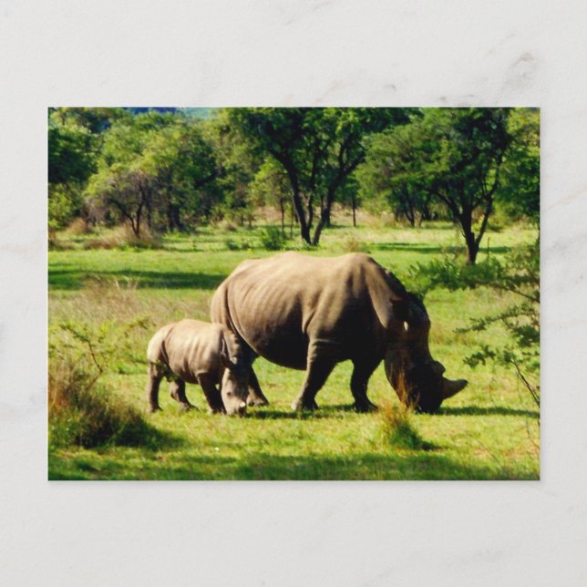 Carte Postale pâturage de rhinocéros (Devant)