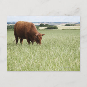Carte Postale Pâturage de vache dans la prairie