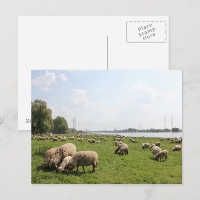 Carte Postale Pâturage des moutons au bord du Rhin (Devant / Derrière)