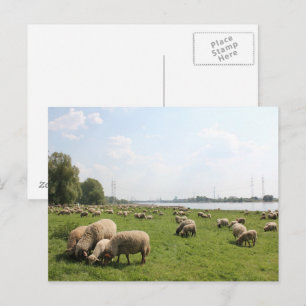 Carte Postale Pâturage des moutons au bord du Rhin