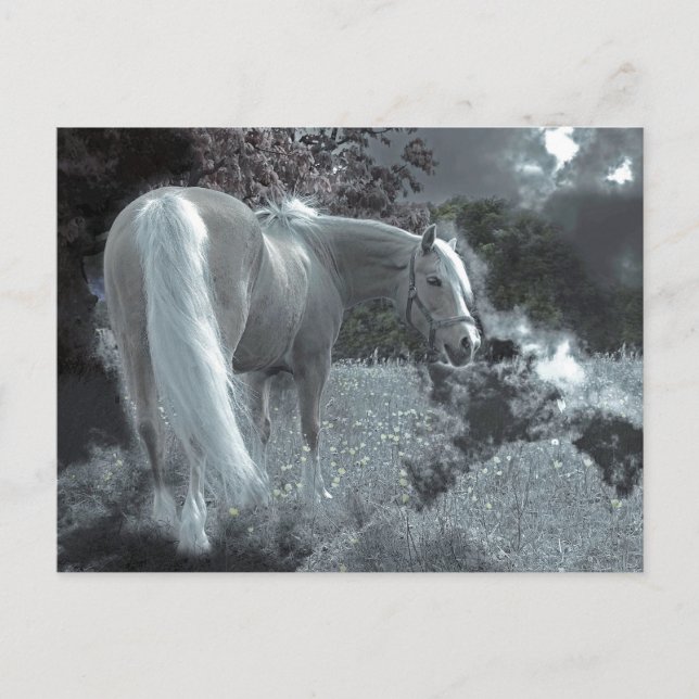 Carte Postale Pâturage du cheval au clair de lune (Devant)