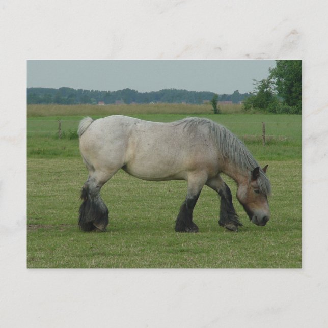 Carte Postale Pâturage gris de Cheval-couleur belge d'ébauche (Devant)