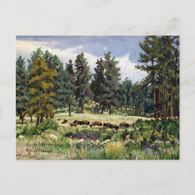 Carte Postale Pâturage pittoresque de Buffalo dans le Dakota du  (Devant)