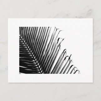 Carte Postale Paume, noire et blanche
