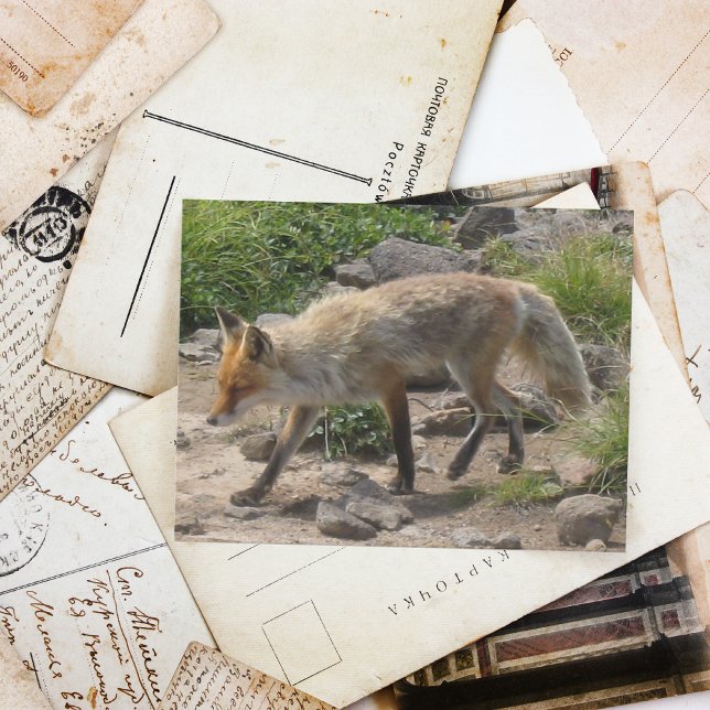 Carte Postale Pause sauvage : Renard dans la lumière du matin (Créateur téléchargé)